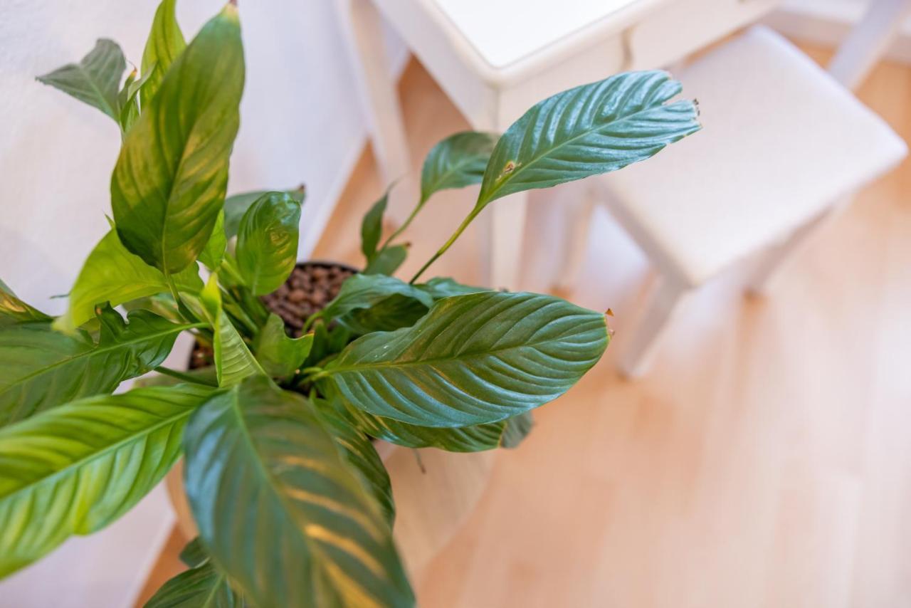 Fynbos Apartments In Der Altstadt, Frauenkirche, Historisch, Parkplatz Meißen المظهر الخارجي الصورة